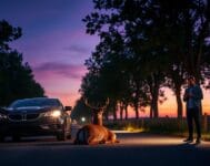 10 Essential Steps to Do If You Hit a Deer deer collision response guide