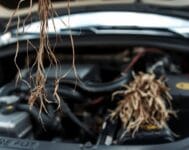 Does Car Insurance Cover Damage Caused by Rodents? rodent damage insurance coverage